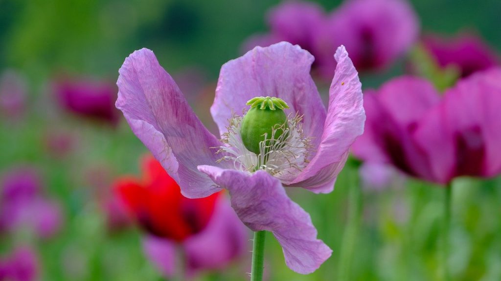 poppy, violet, poppy flower